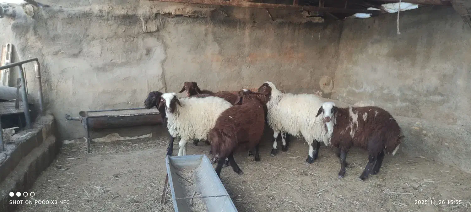 هفت راس بره نر سرحال|حیوانات مزرعه|مشهد, ویلاشهر|دیوار