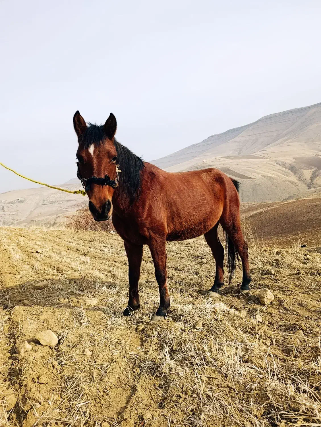 اسب مادیان کورد عرب|اسب و تجهیزات اسب‌سواری|ارومیه, |دیوار