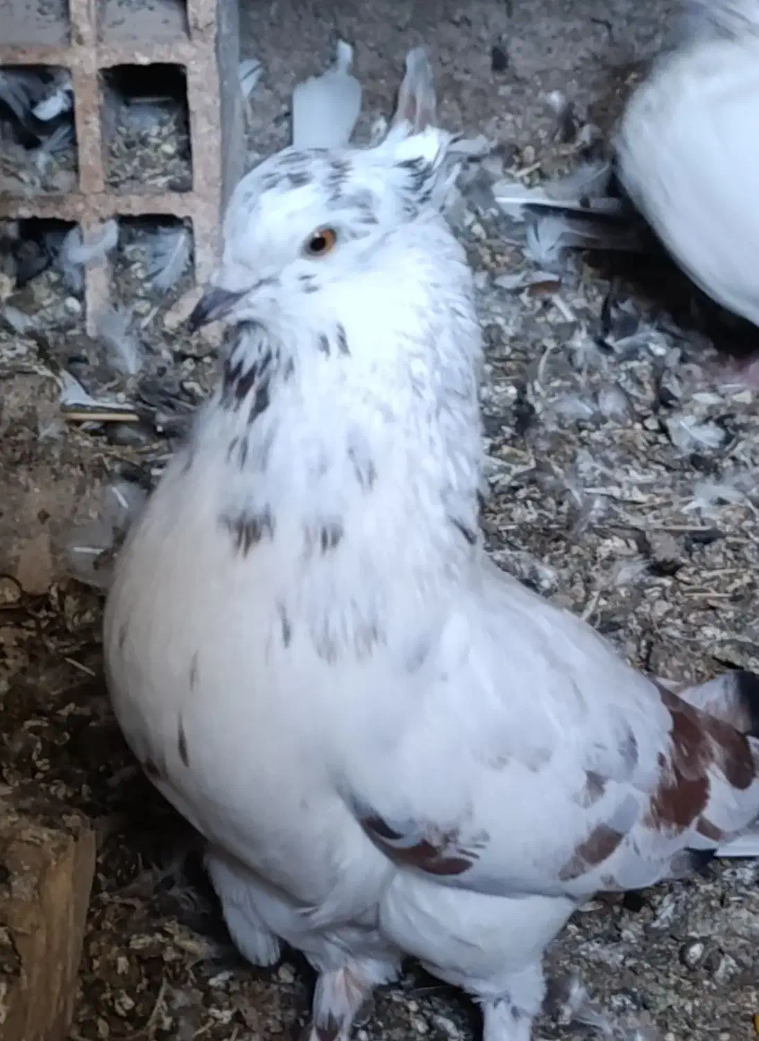 کبوتر پرشی|پرنده|سنگدوین, |دیوار