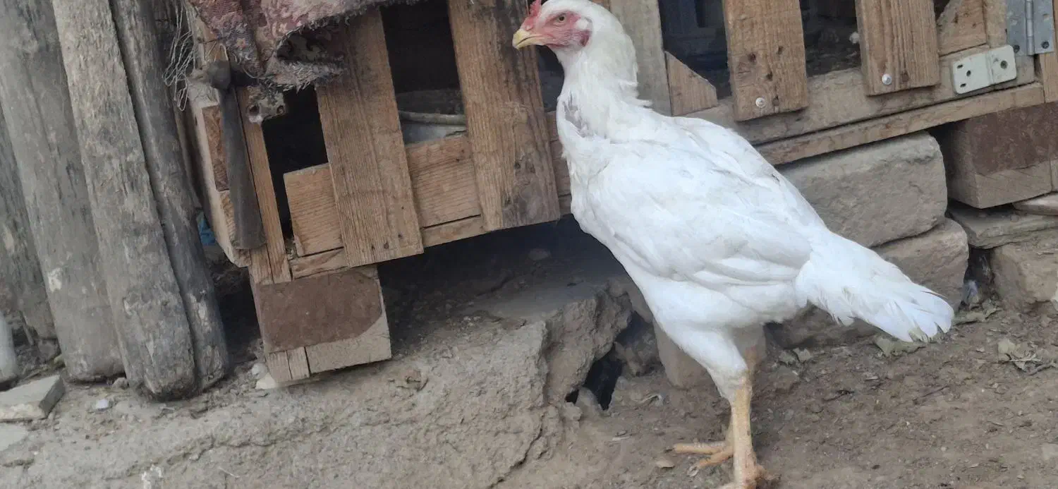 مرغ لاری|حیوانات مزرعه|الوند, |دیوار