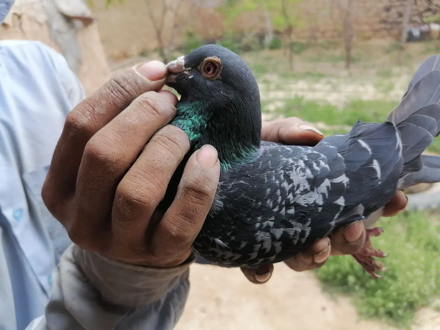 کبوتر پلاکی نر، مسابقات هم شرکت کرده|پرنده|شیروان (خراسان), |دیوار