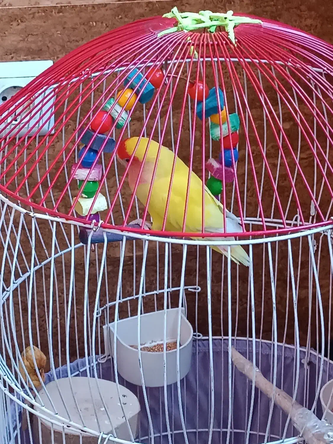 طوطی برزیلی|پرنده|سقز, |دیوار