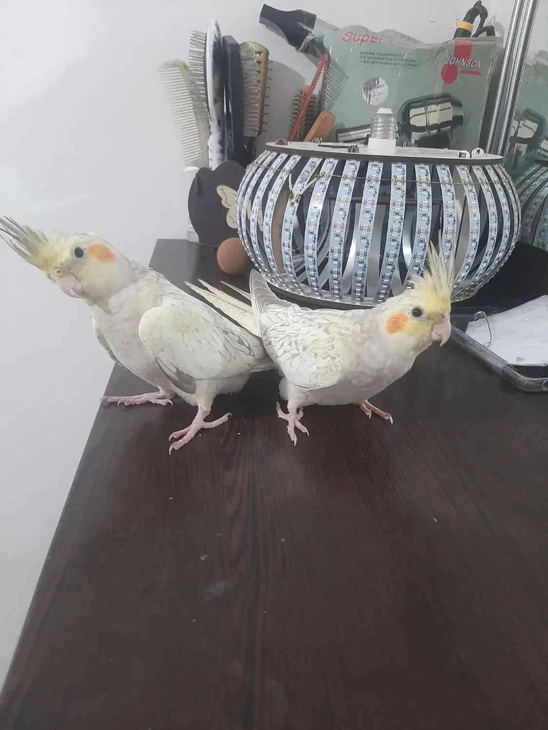 عروس هلندی|پرنده|محمدشهر, کوی بهار|دیوار