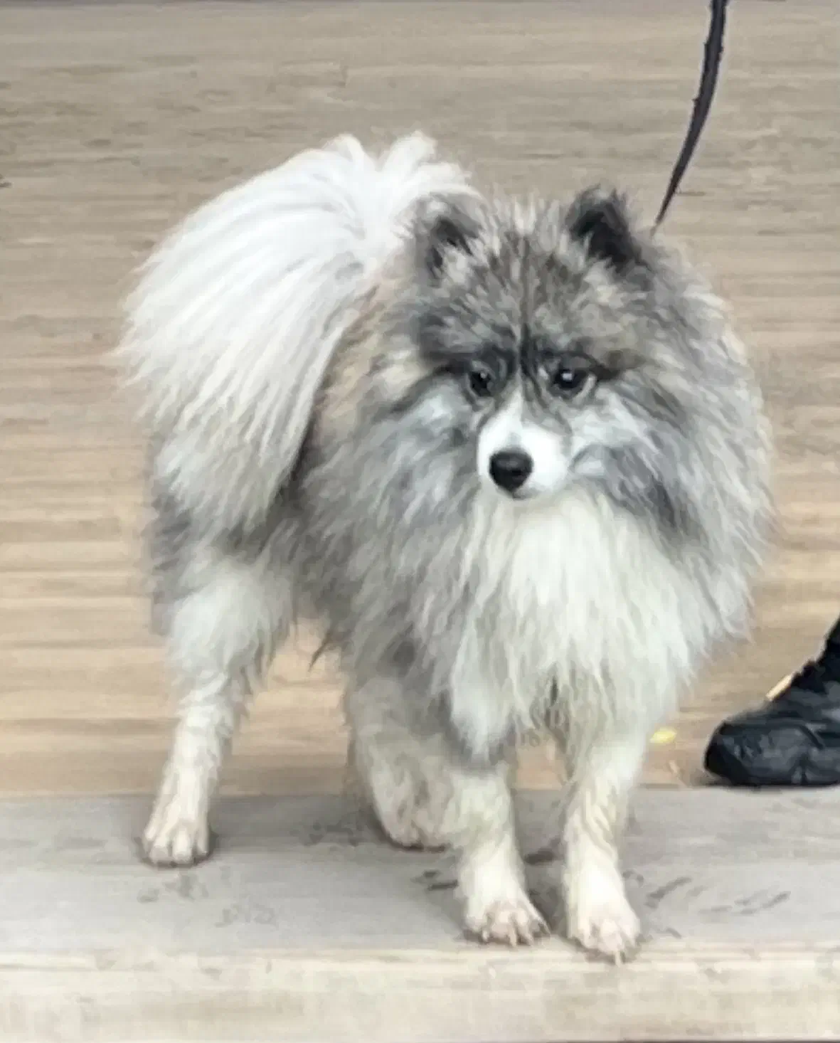 ‌پامر اشپیتز شیطون|سگ|کرج, عظیمیه|دیوار