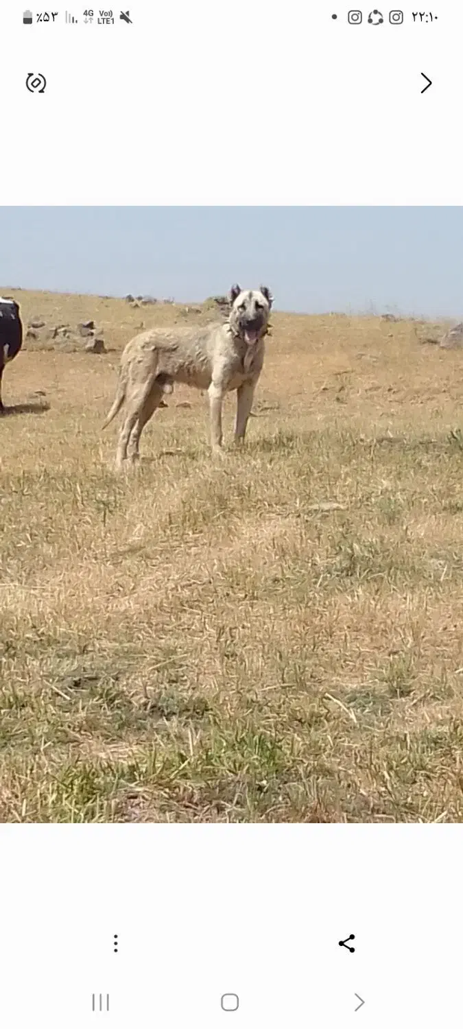 واگذاری|سگ|نسیم‌شهر, |دیوار