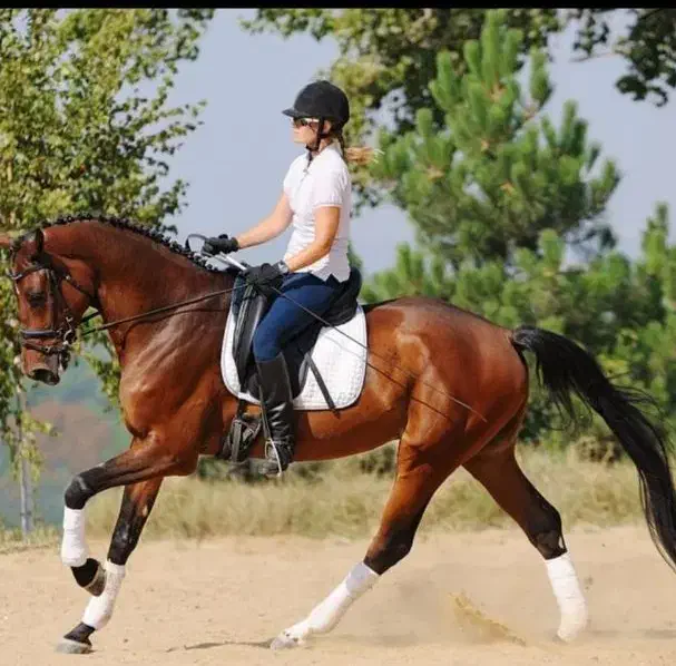 سواری آزاد از مبتدی تا پیشرفته|خدمات آموزشی|بجنورد, |دیوار