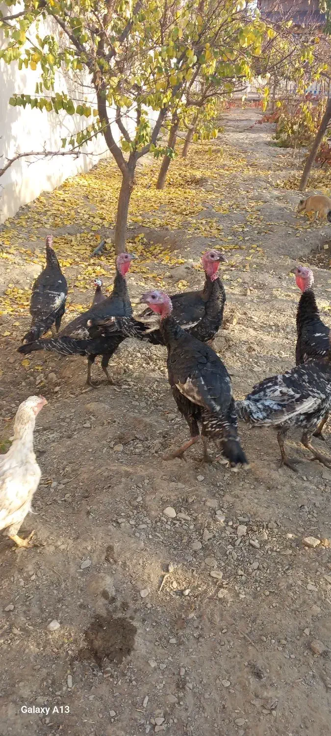 بوقلمون برنز|حیوانات مزرعه|مشهد, شهرک صنعتی توس|دیوار