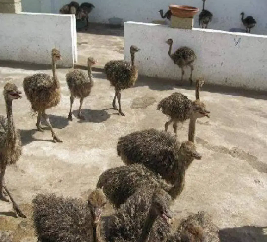 شترمرغ وبوقلمون|حیوانات مزرعه|خمینیشهر, |دیوار