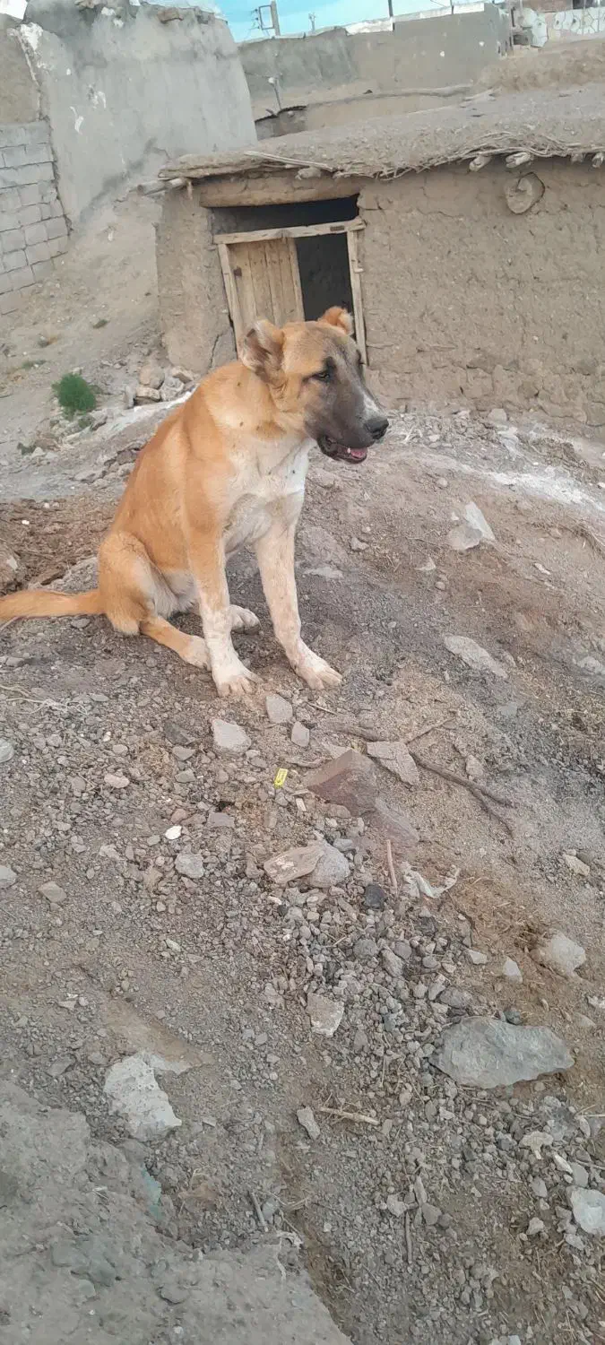 واگذاری ماده 7 ماهه دهن پاک گلگی|سگ|کاشمر, |دیوار