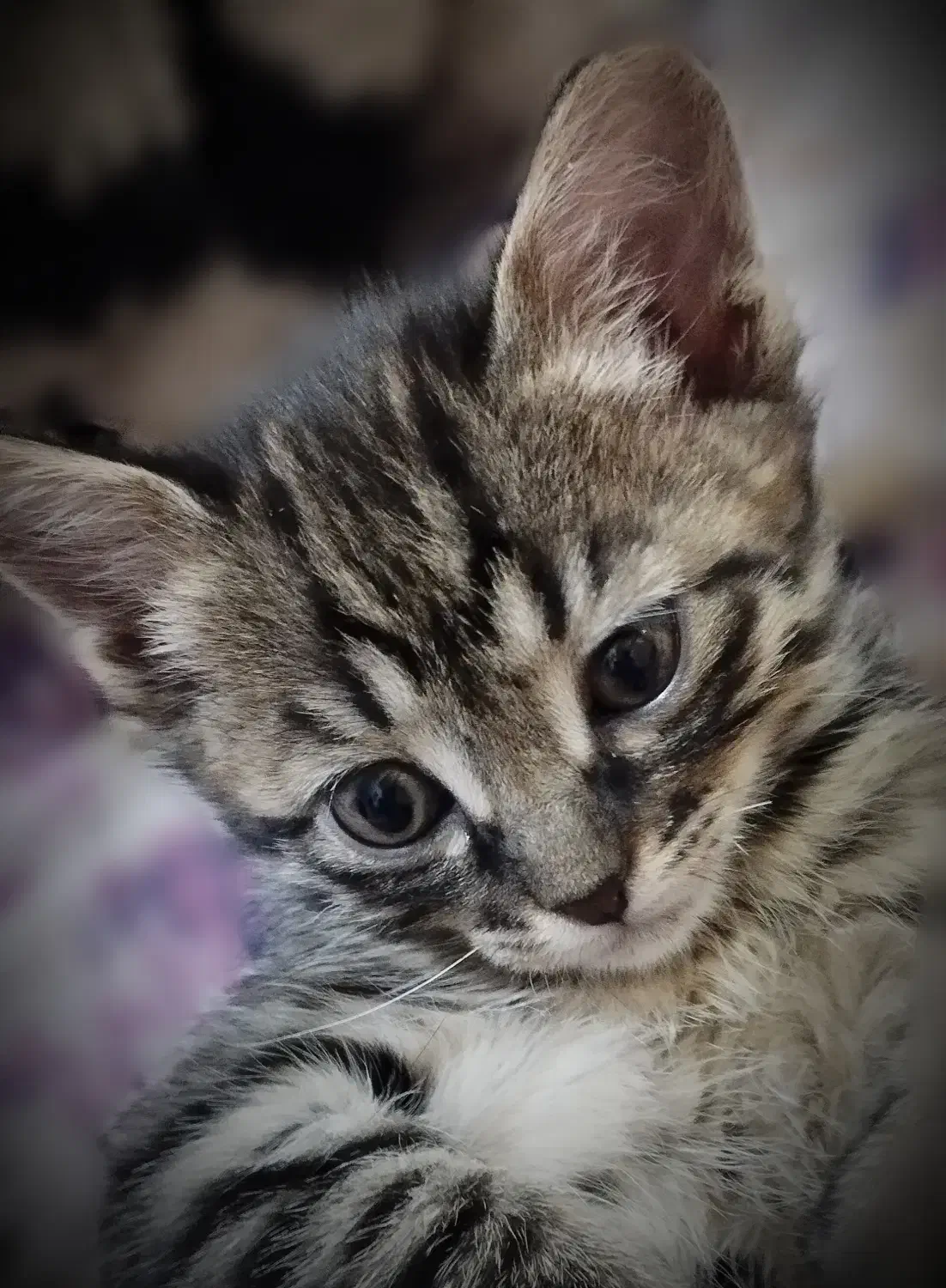 حیوان خانگی|گربه|داراب, |دیوار