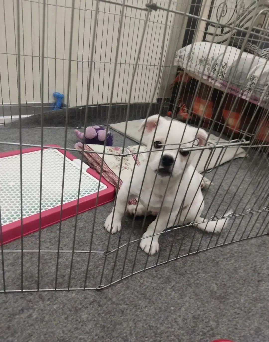 توله سگ نر مالتیز سه ماه شناسنامه دار|سگ|پردیس, فاز ۸|دیوار