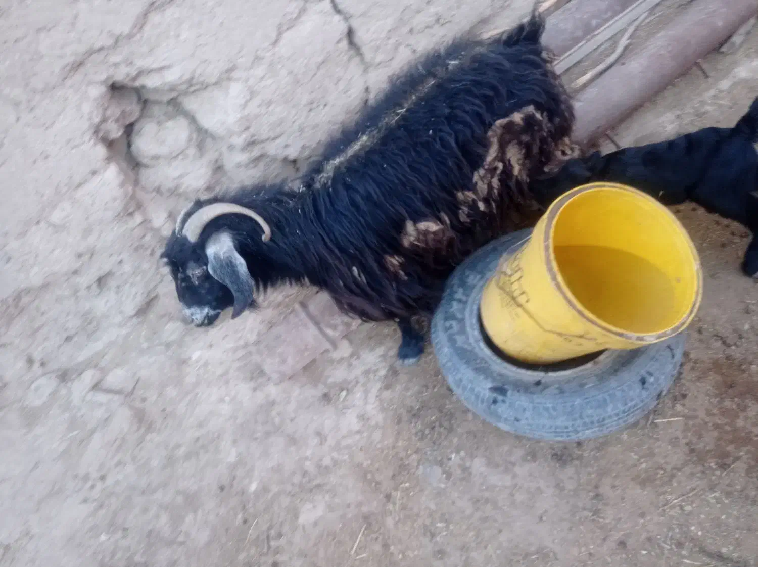 بز زایده|حیوانات مزرعه|بیرجند, |دیوار