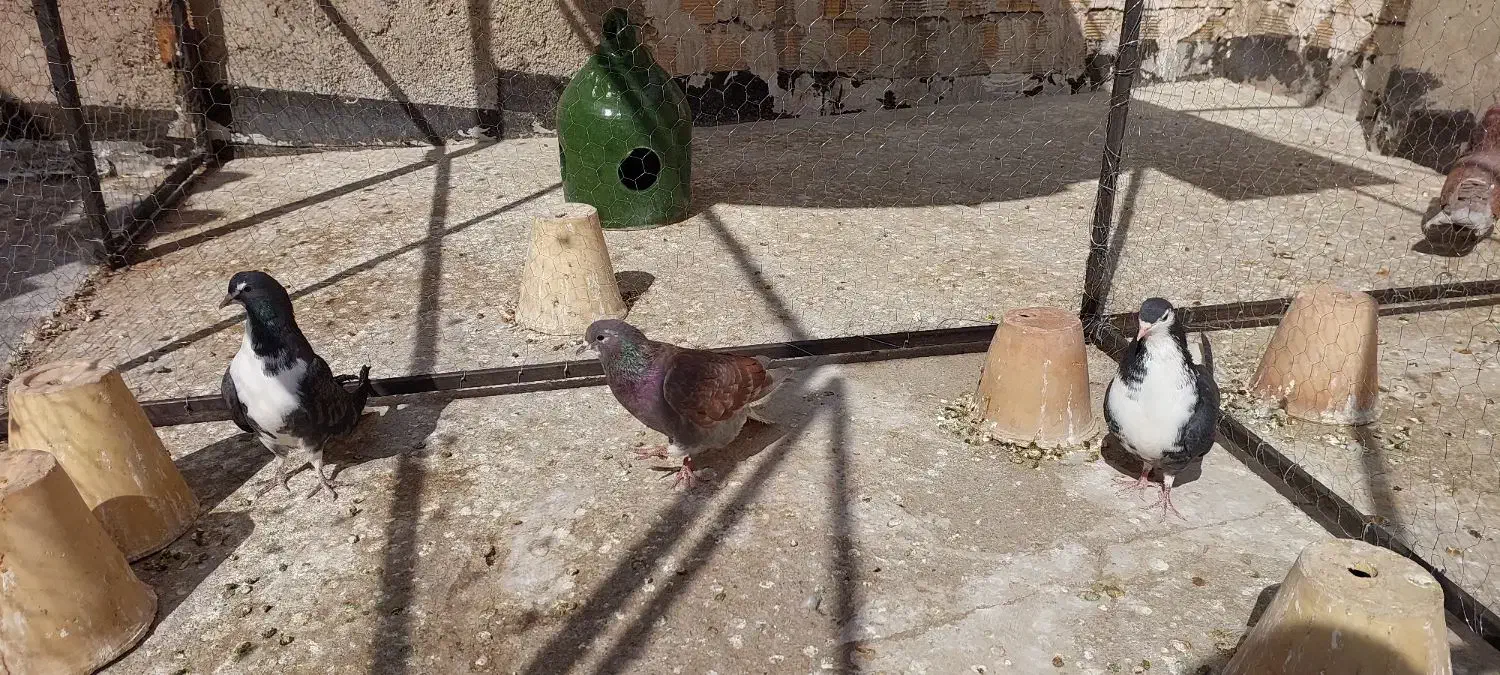 کبوتر|پرنده|خمینی‌شهر, |دیوار