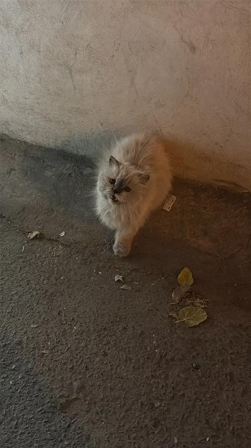 پرشین پیدا شده|حیوانات|بیرجند, |دیوار