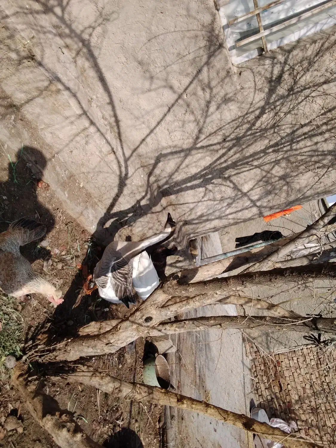 قو غاز وغاز|حیوانات مزرعه|صحنه, |دیوار