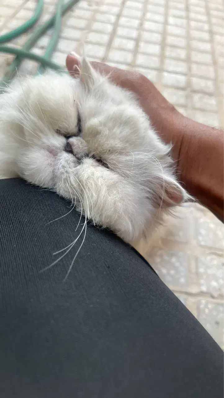 گربه پرشین|گربه|یزد, |دیوار