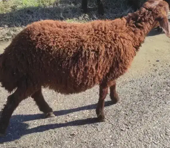 بره|کلکسیون اشیاء عتیقه|گرگان, |دیوار