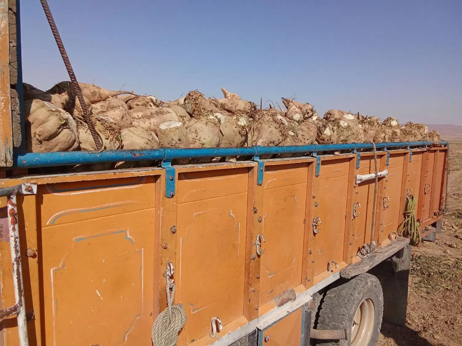 چغندر قند درجه یک،کاه و پرس،تحویل درب دامداری|خدمات باغبانی و درختکاری|سبزوار, ابارش|دیوار