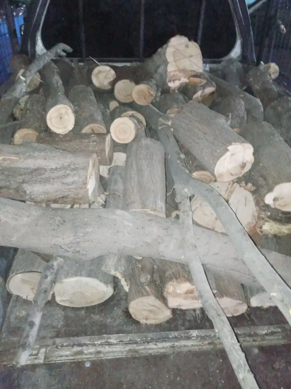 خریدوقطع و حرص درخت در محل شما|خدمات باغبانی و درختکاری|ری, علایین|دیوار