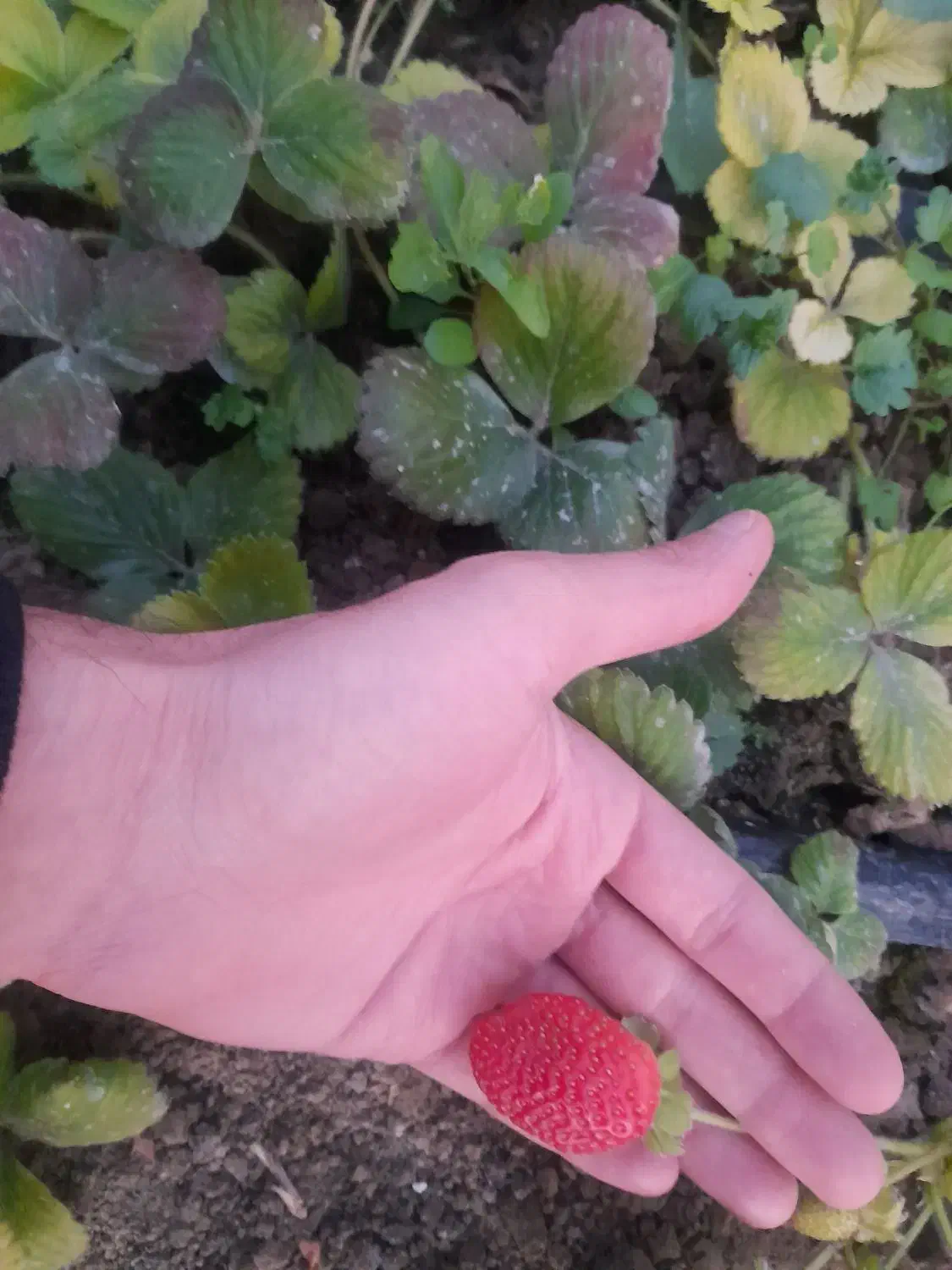 نشای توت فرنگی|گل و گیاه طبیعی|ارومیه, |دیوار