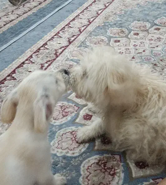 دو عدد سگ پا کوتاه فروشی|سگ|بم, |دیوار