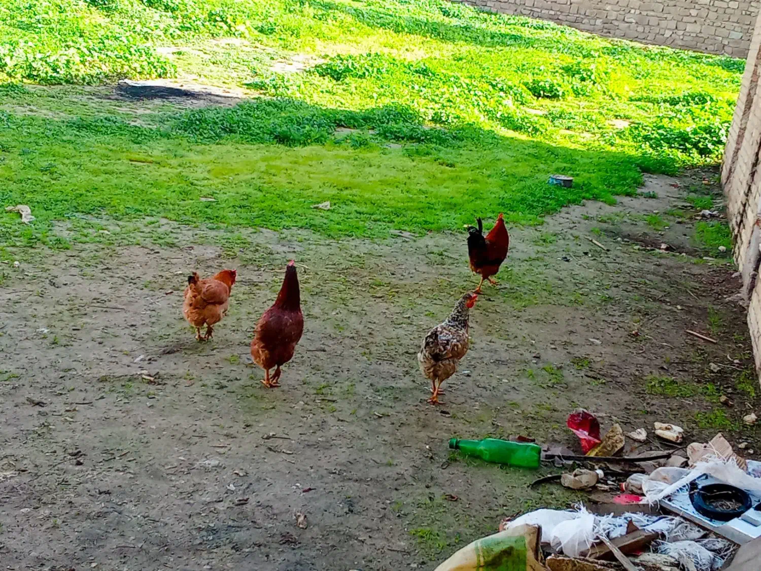 مرغ خروس محلی|حیوانات مزرعه|مسجد سلیمان, |دیوار