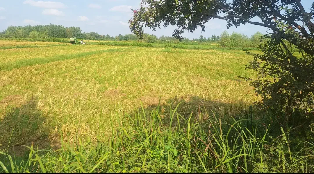 زمین 800 متری در بافت طرح هادی بر جاده اصلی|فروش زمین و ملک کلنگی|رودسر, |دیوار