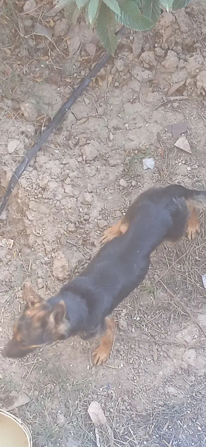 ماده ژرمن ورگ ..|سگ|خان ببین, |دیوار