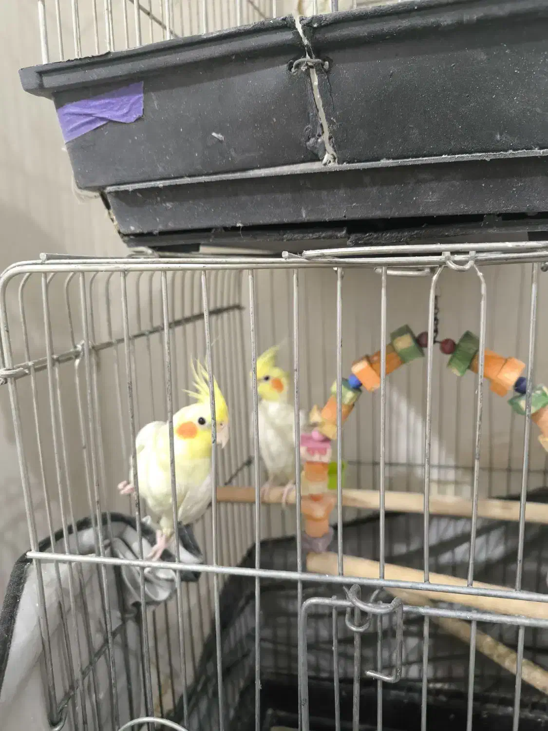 عروس هلندی|پرنده|قدس, شهر‌قدس|دیوار