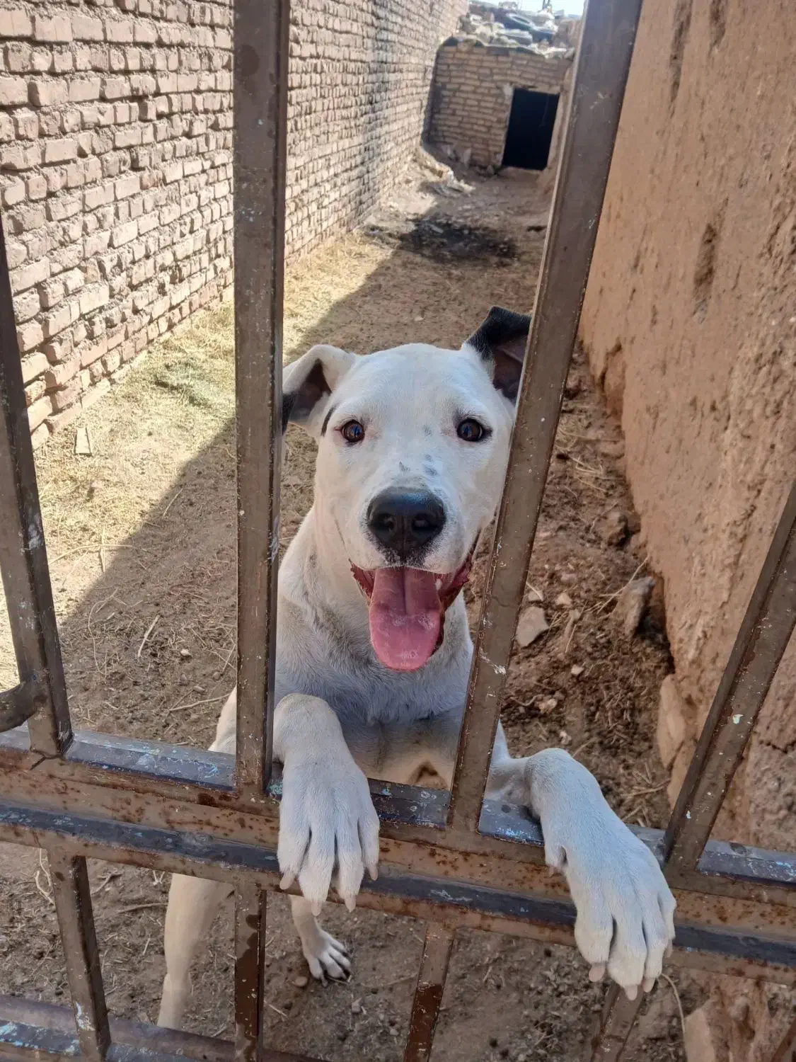 سگ معاوضه با کفتر|سگ|بیرجند, |دیوار