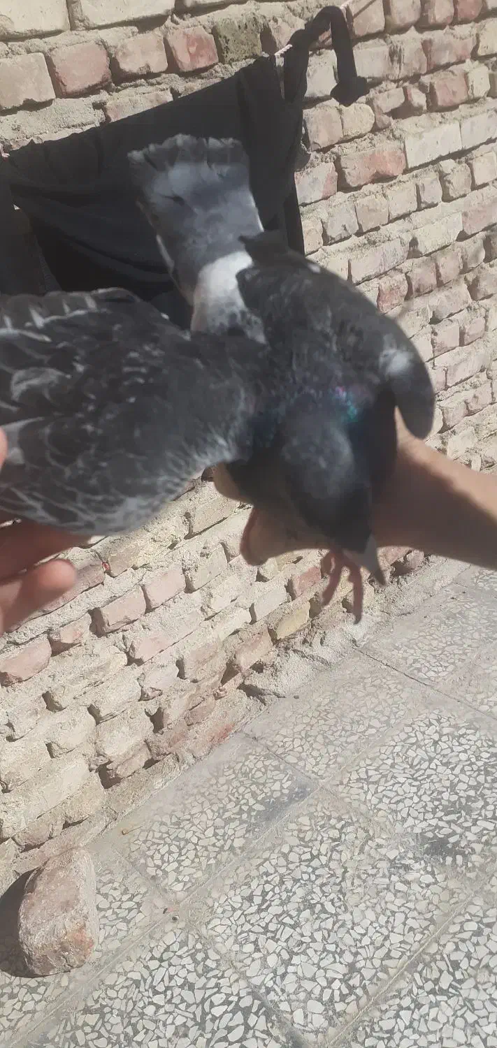 کفتر مگس|پرنده|خاش, |دیوار