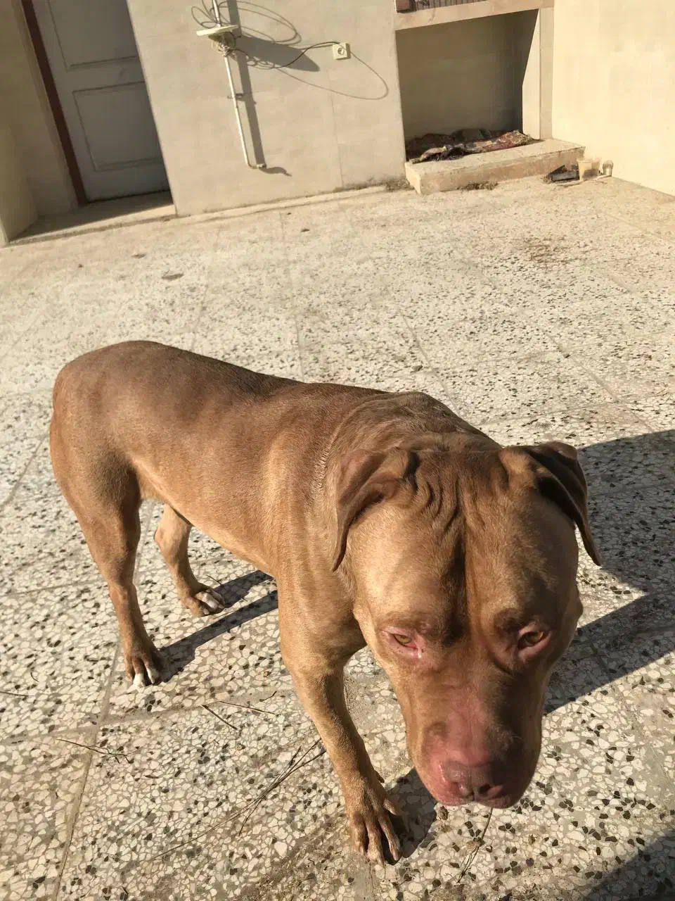 سگ پیتبول|سگ|کلاله, |دیوار