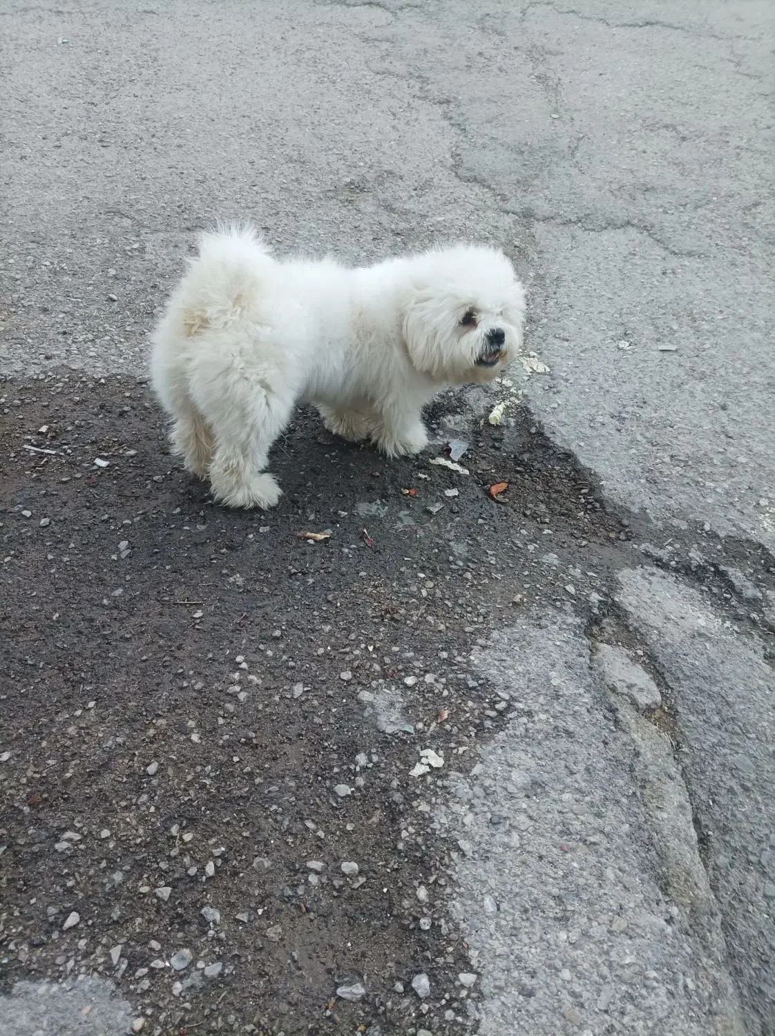 حیوان سگ|سگ|خرم‌آباد, |دیوار