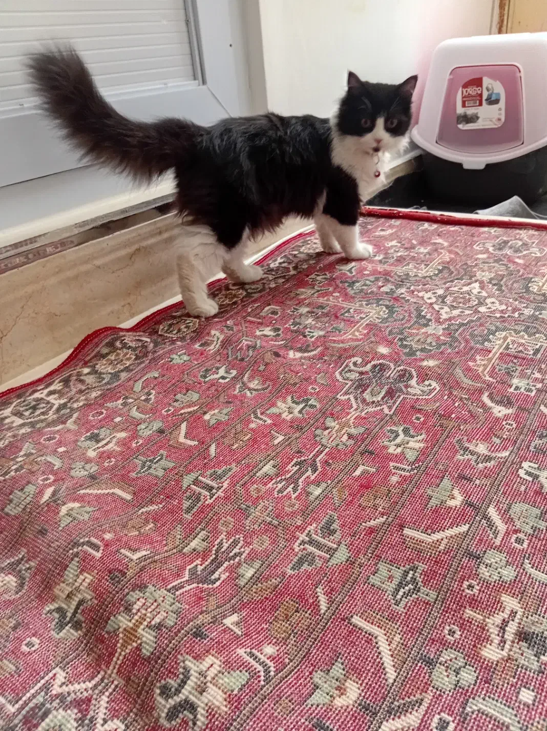 گربه (نیا)۱۶۰۰|گربه|میاندوآب, |دیوار