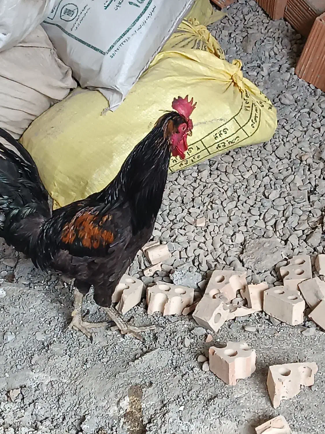 خروس|حیوانات مزرعه|خان ببین, |دیوار