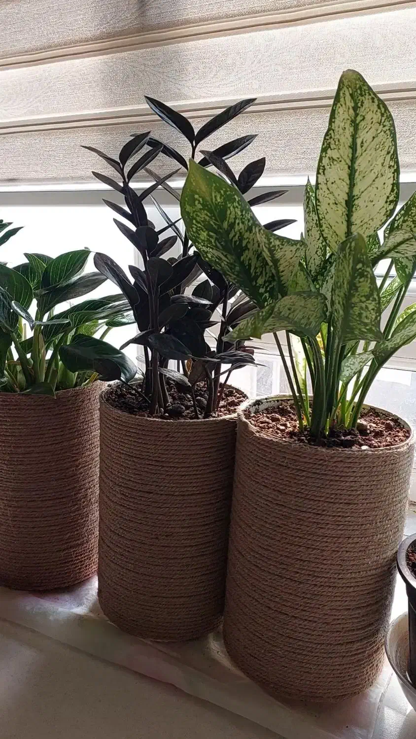 ۵عدد گل طبیعی زاموفیلیا بلک|گل و گیاه طبیعی|تهران, آذری|دیوار