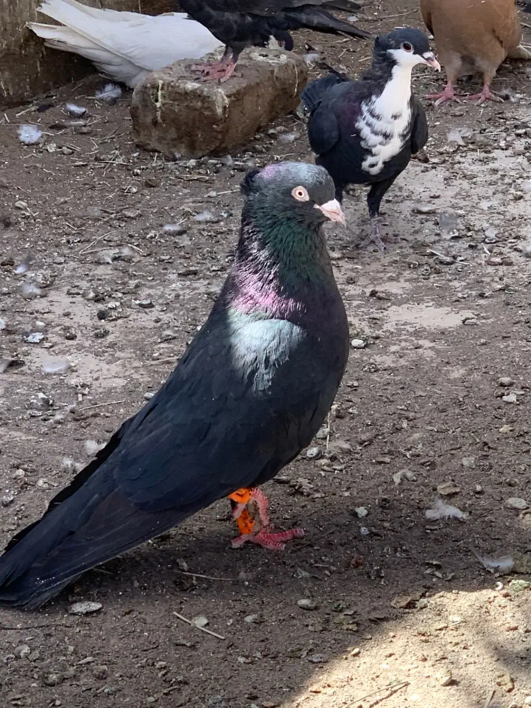 زاغ کلاهی|پرنده|بم, |دیوار