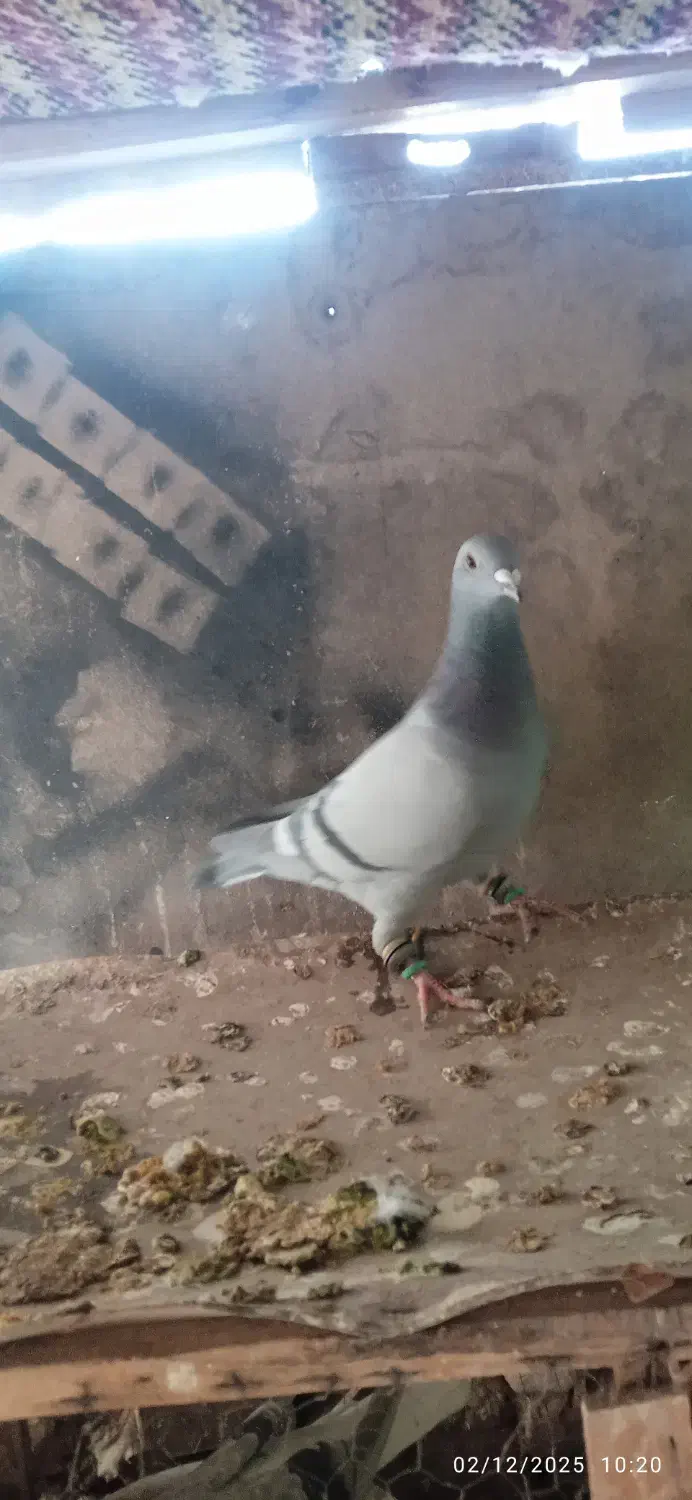 کبوتر پلاکی|پرنده|اصفهان, شهید رجایی|دیوار