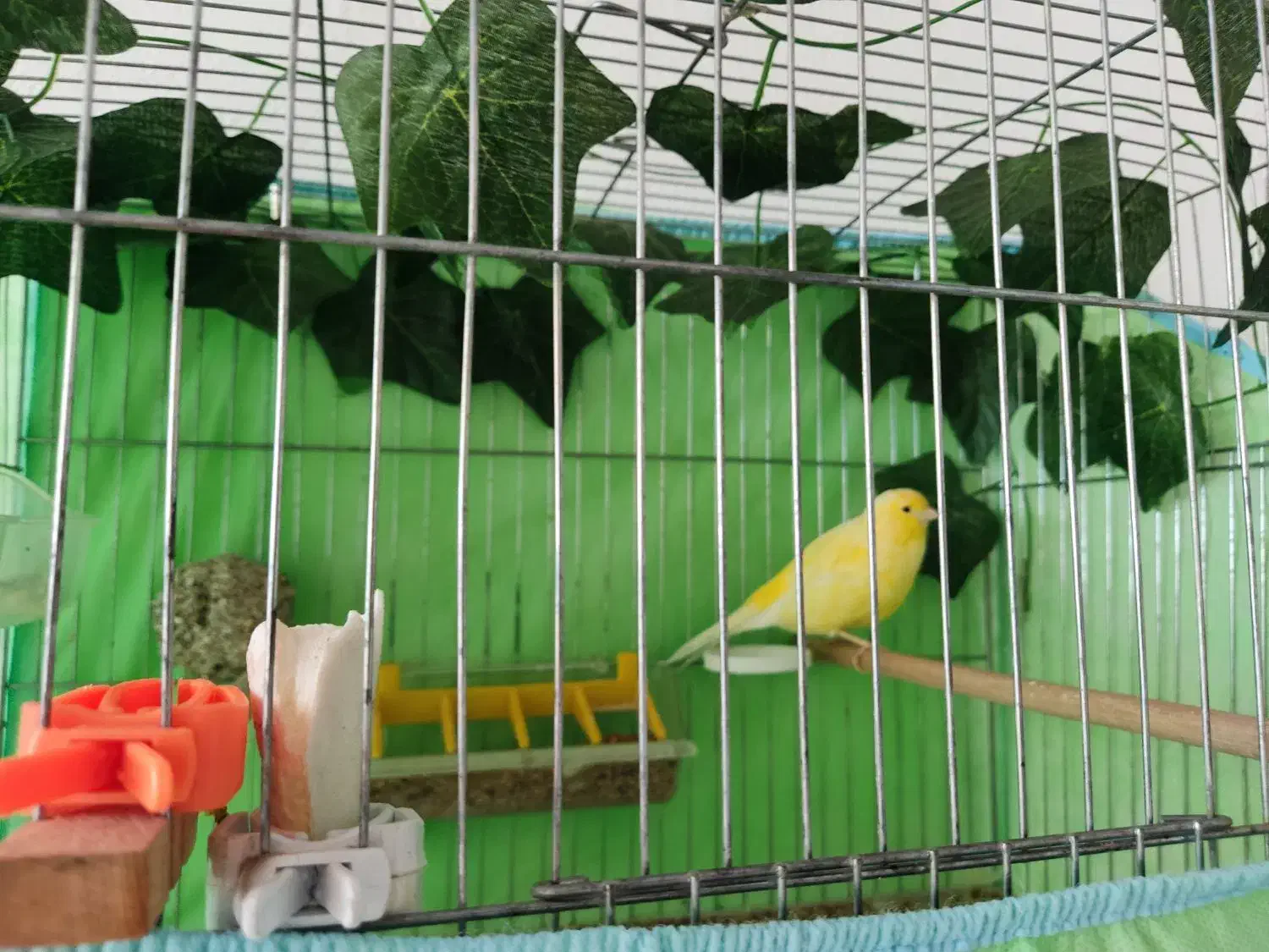 قناری نر مست 2ساله سالم قواردار|پرنده|سقز, |دیوار