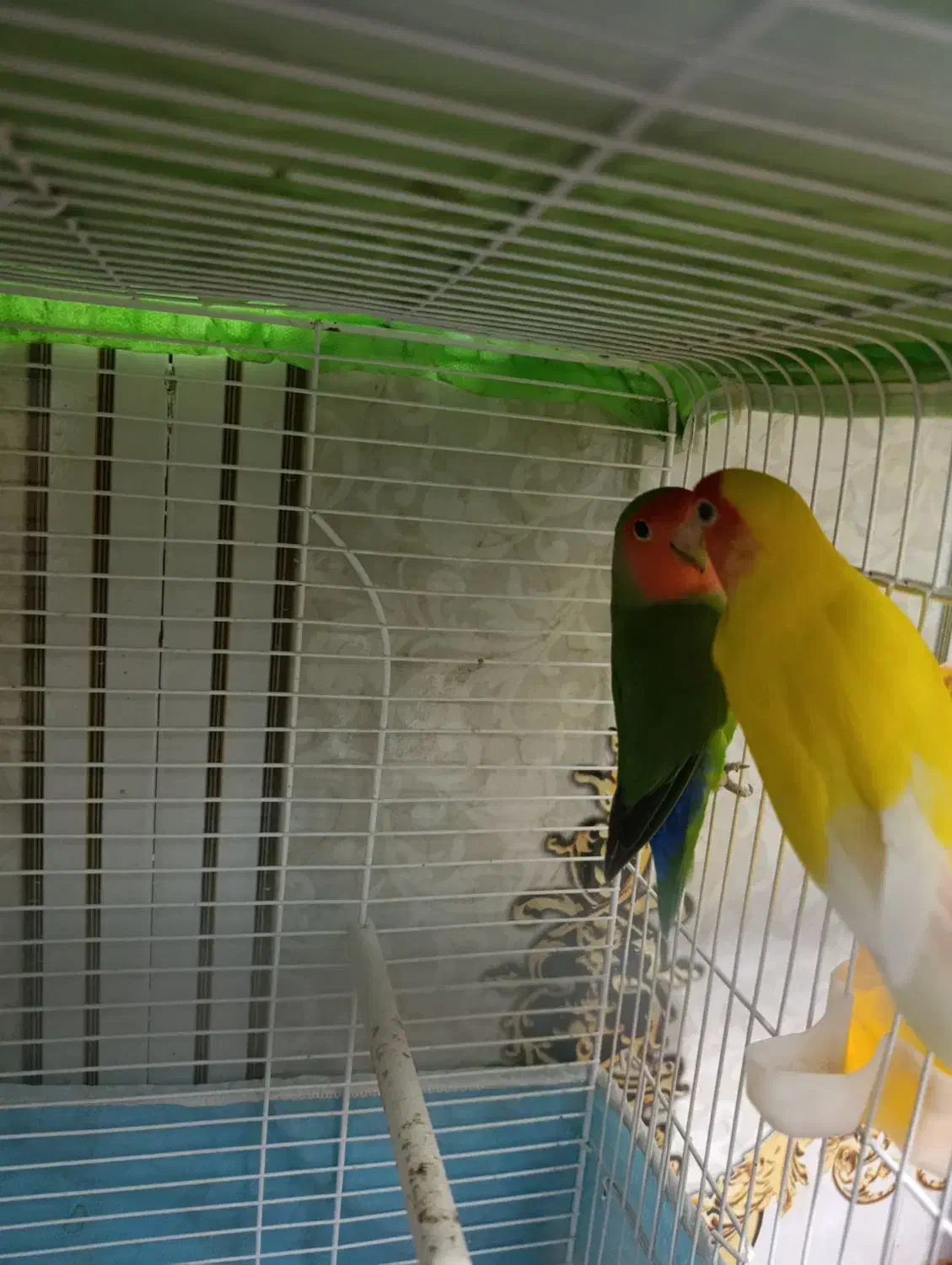 طوطی برزیلی|پرنده|سوسنگرد, |دیوار