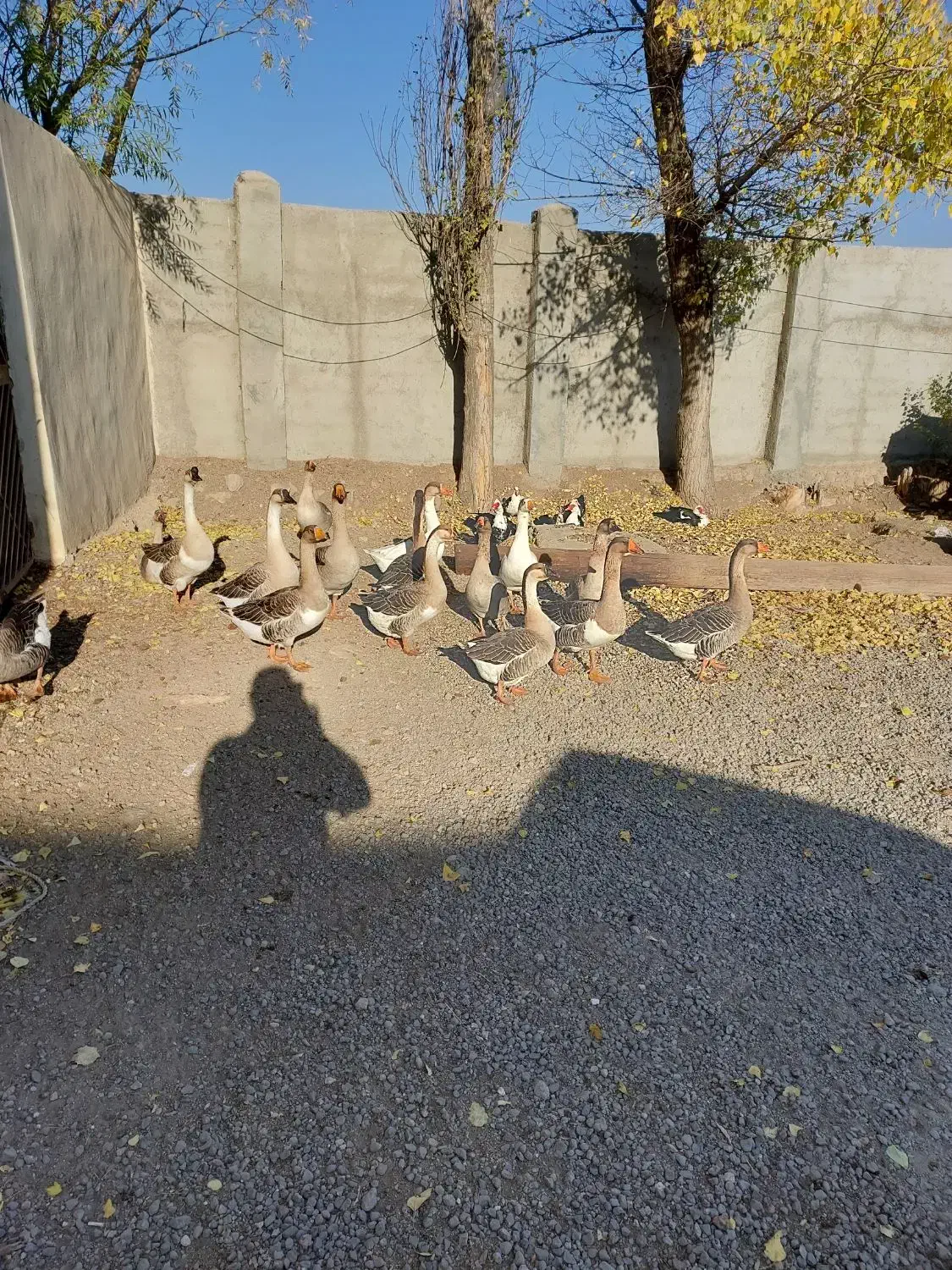 فروش قو غاز ارگانیک|حیوانات مزرعه|اردبیل, |دیوار