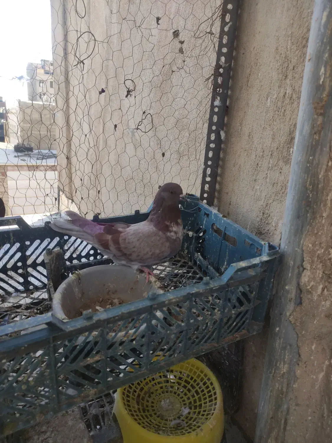 کبوترماده غریب از بلندی|پرنده|کرج, حصارک پایین|دیوار