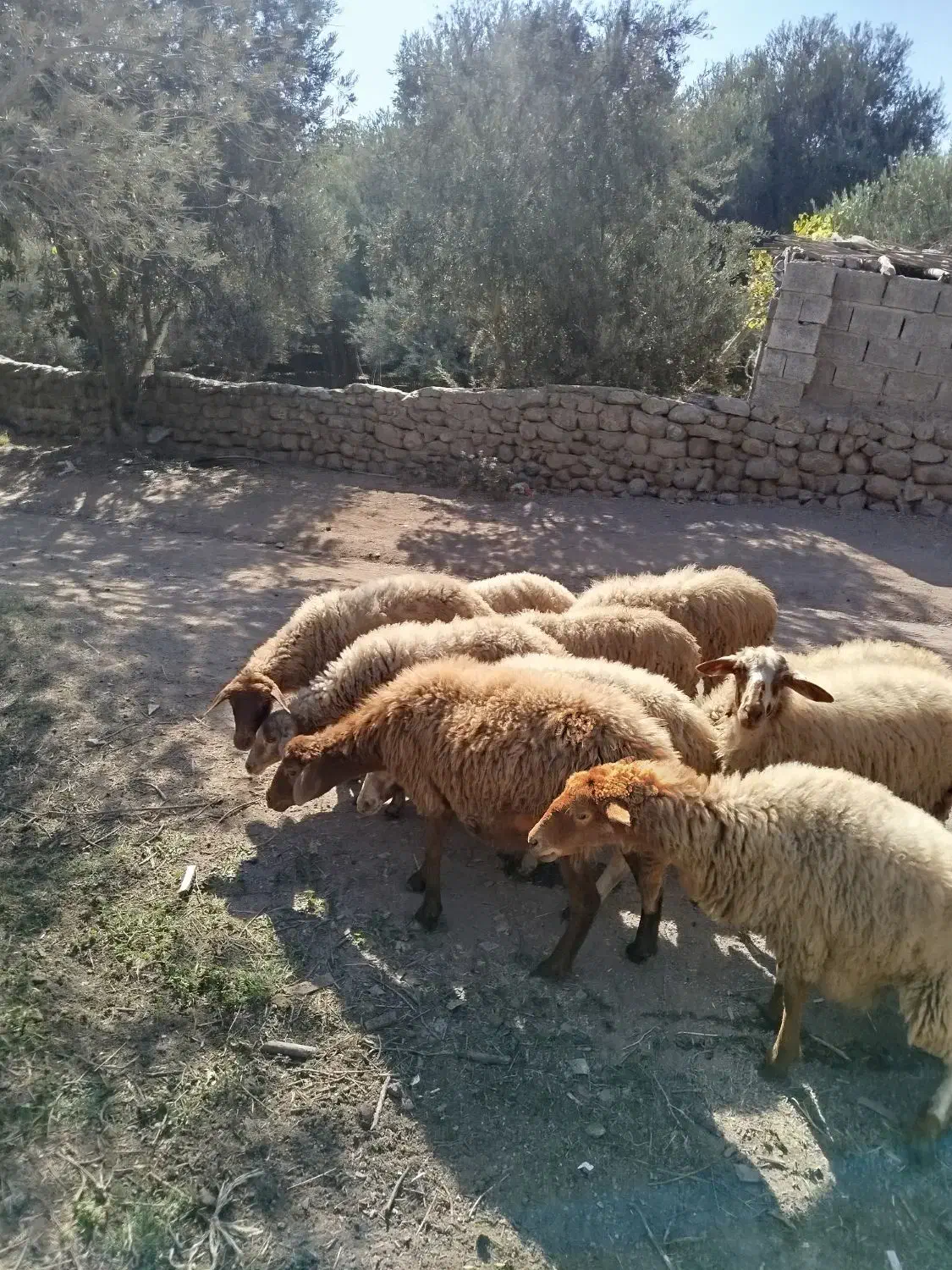 میش جوان آبستن|حیوانات مزرعه|لوشان, |دیوار