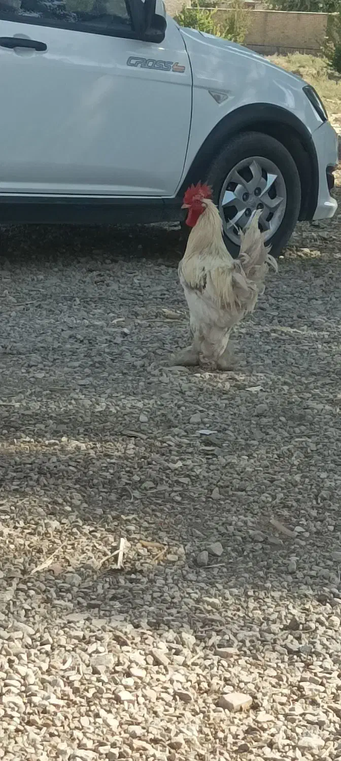 خروس دیلگونی تمیزسالم|حیوانات مزرعه|دهدشت, |دیوار