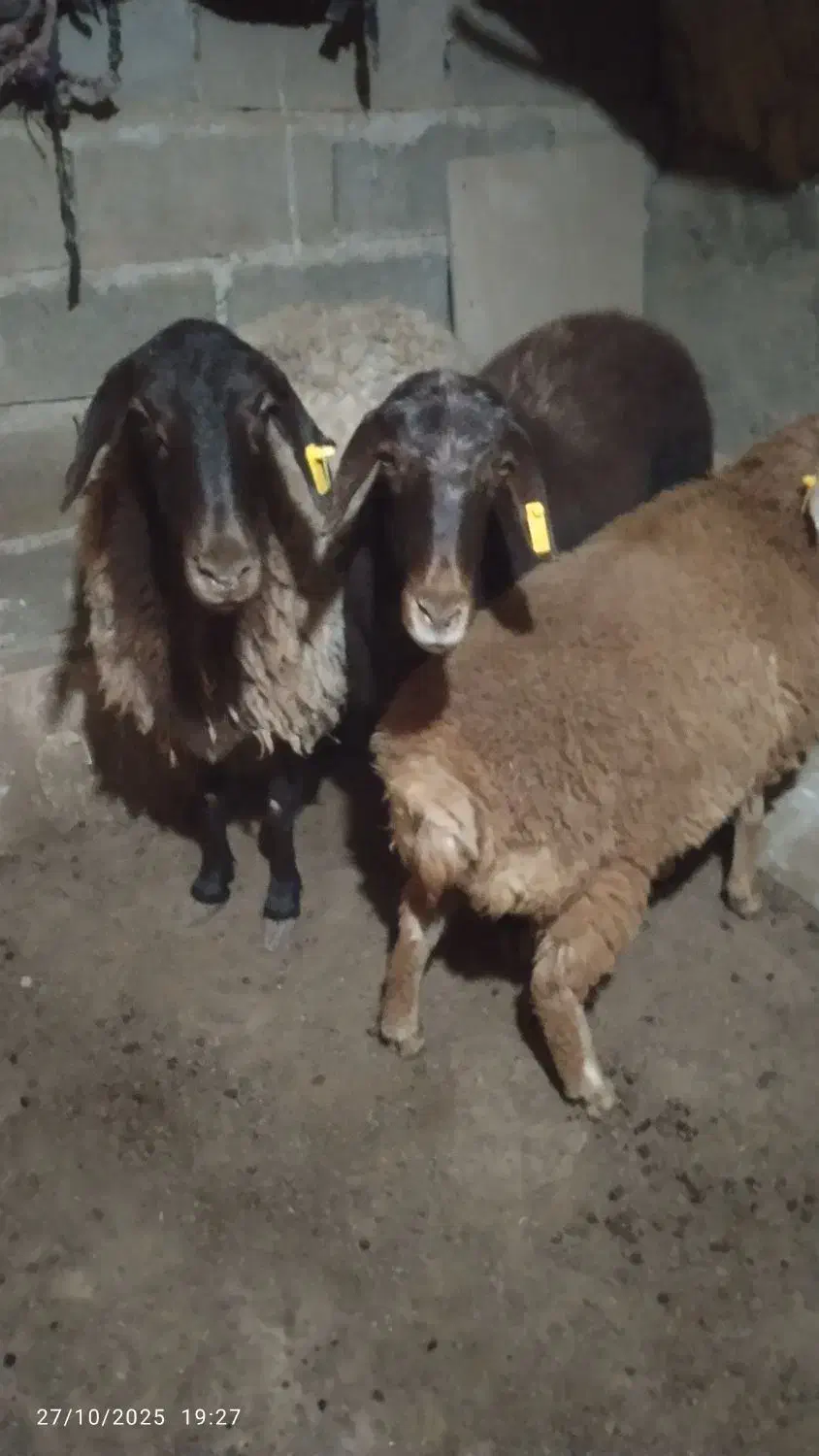 میش اصلی|حیوانات مزرعه|سلامی, |دیوار