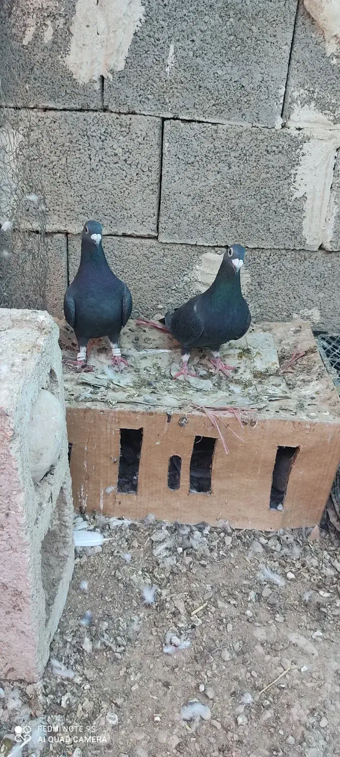کبوتر زاغ سیاه|پرنده|خشت, |دیوار