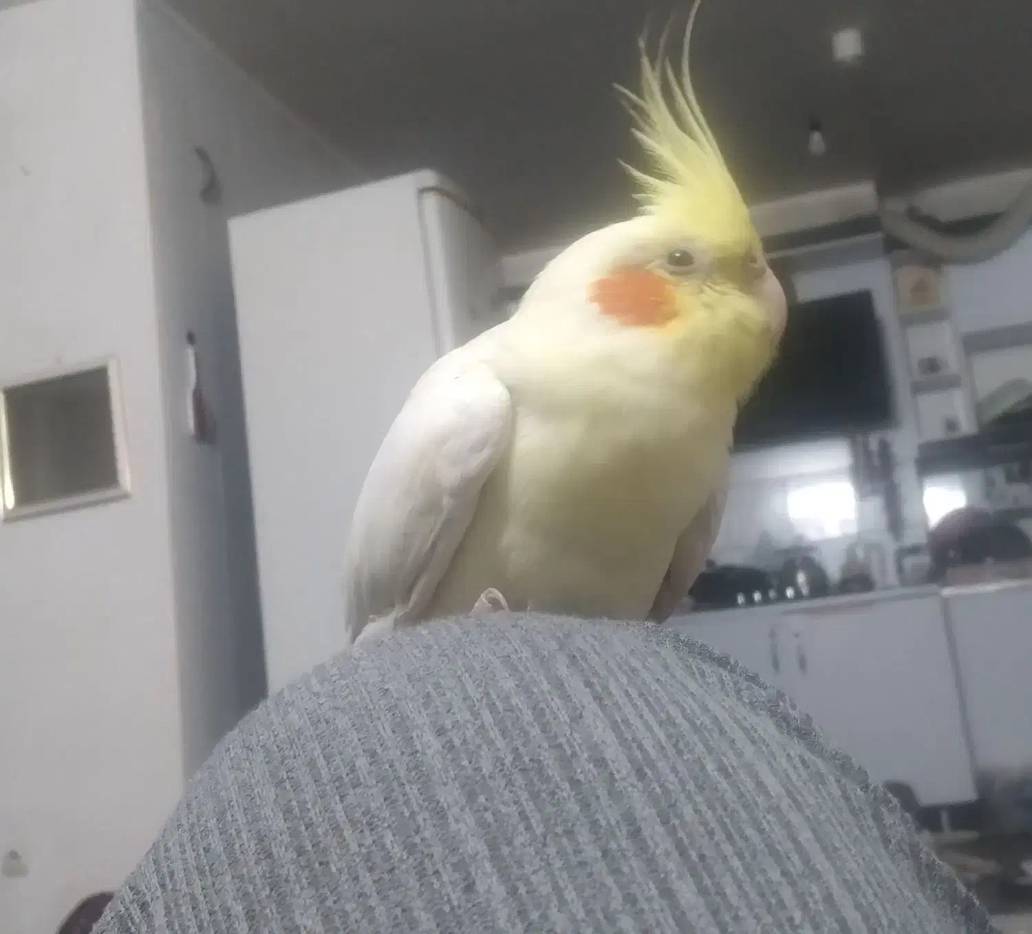 عروس هلندی دستی|پرنده|فولادشهر, مسکن مهر فولادشهر|دیوار