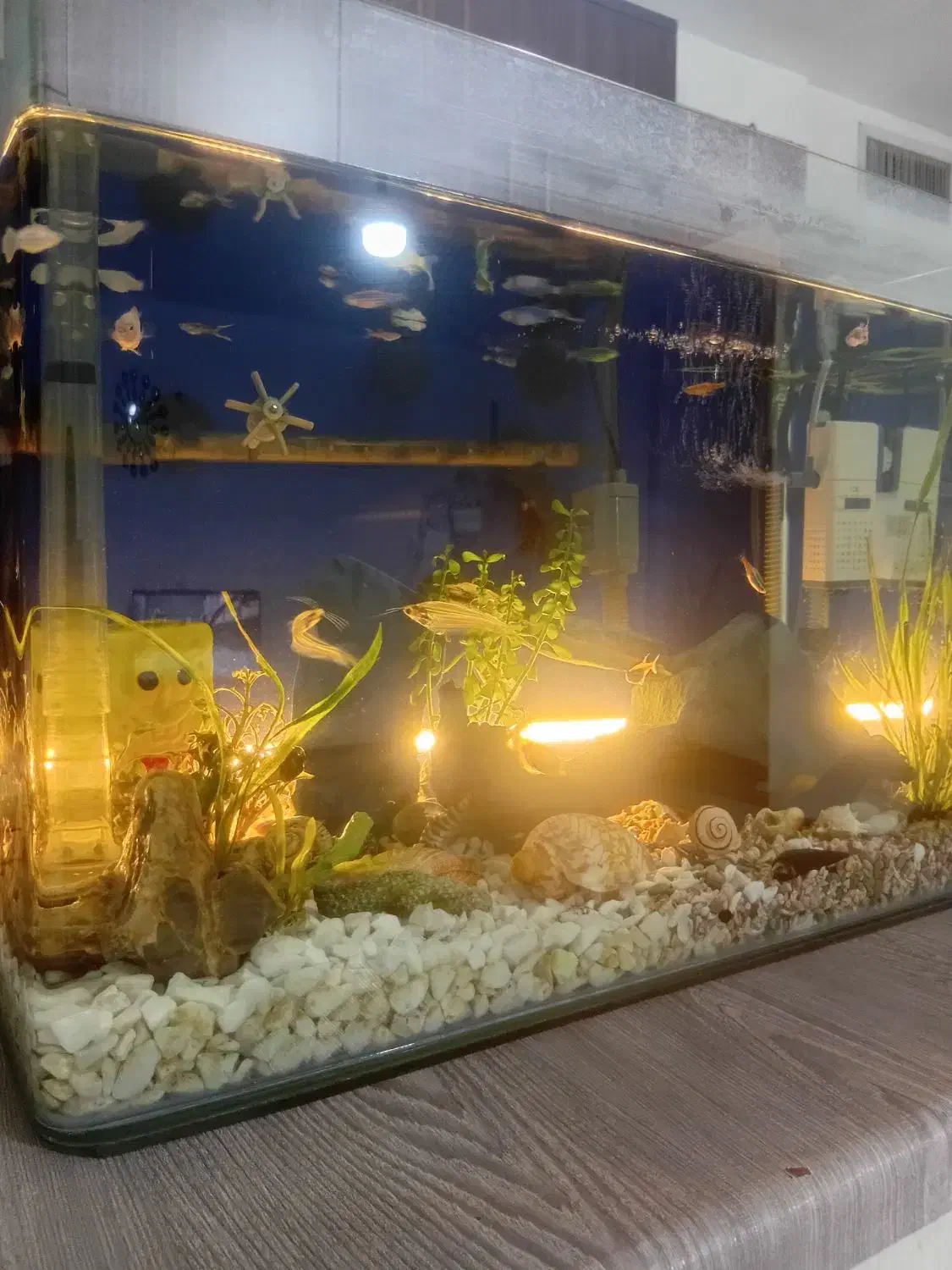 آکواریوم|ماهی|هشتگرد, شهرک گلها|دیوار