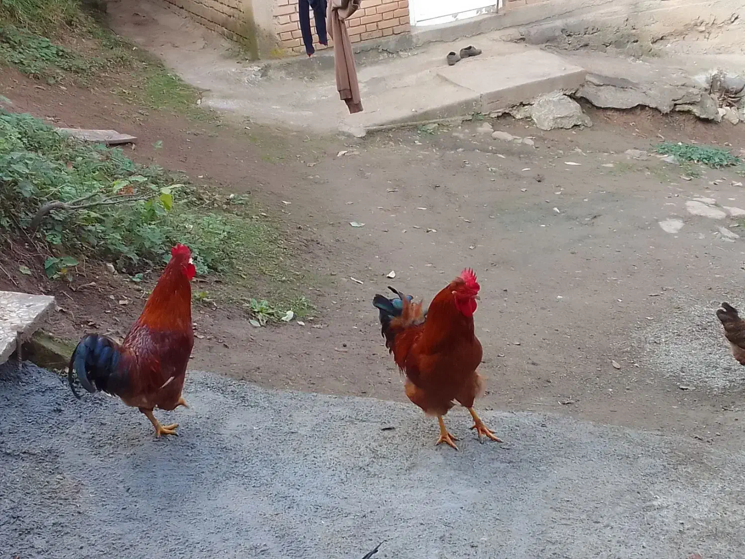 خروس محلی|حیوانات مزرعه|آستارا, |دیوار