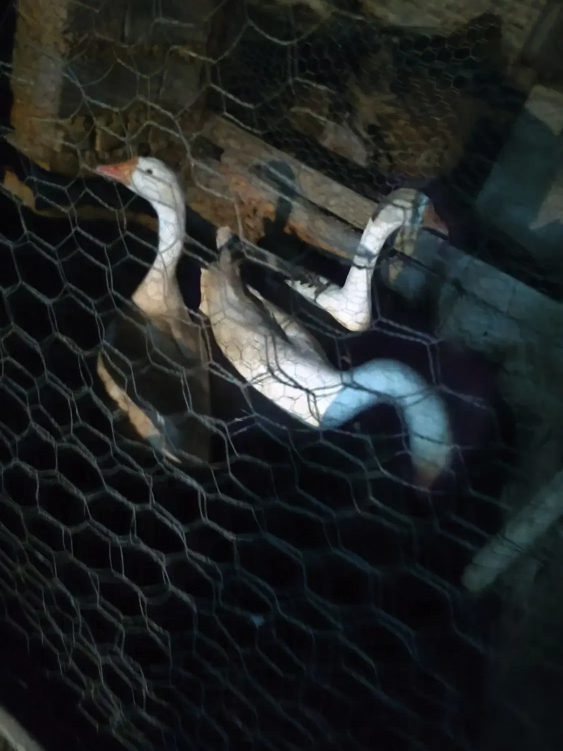 قوقاز|حیوانات مزرعه|نوشین شهر, |دیوار